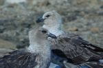 Skua at Bharati Station.JPG